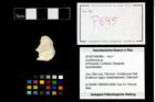 Foto (Objekt + Etikett) von Cyclothyreus sp.  (NHMW-GEO-2014-0194-0695)